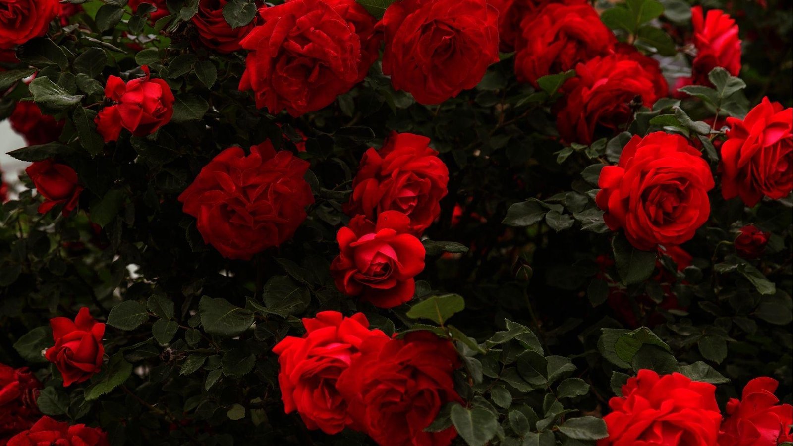 Rich red roses against dark green leaves, highlighting Libra's classic taste and romantic spirit.