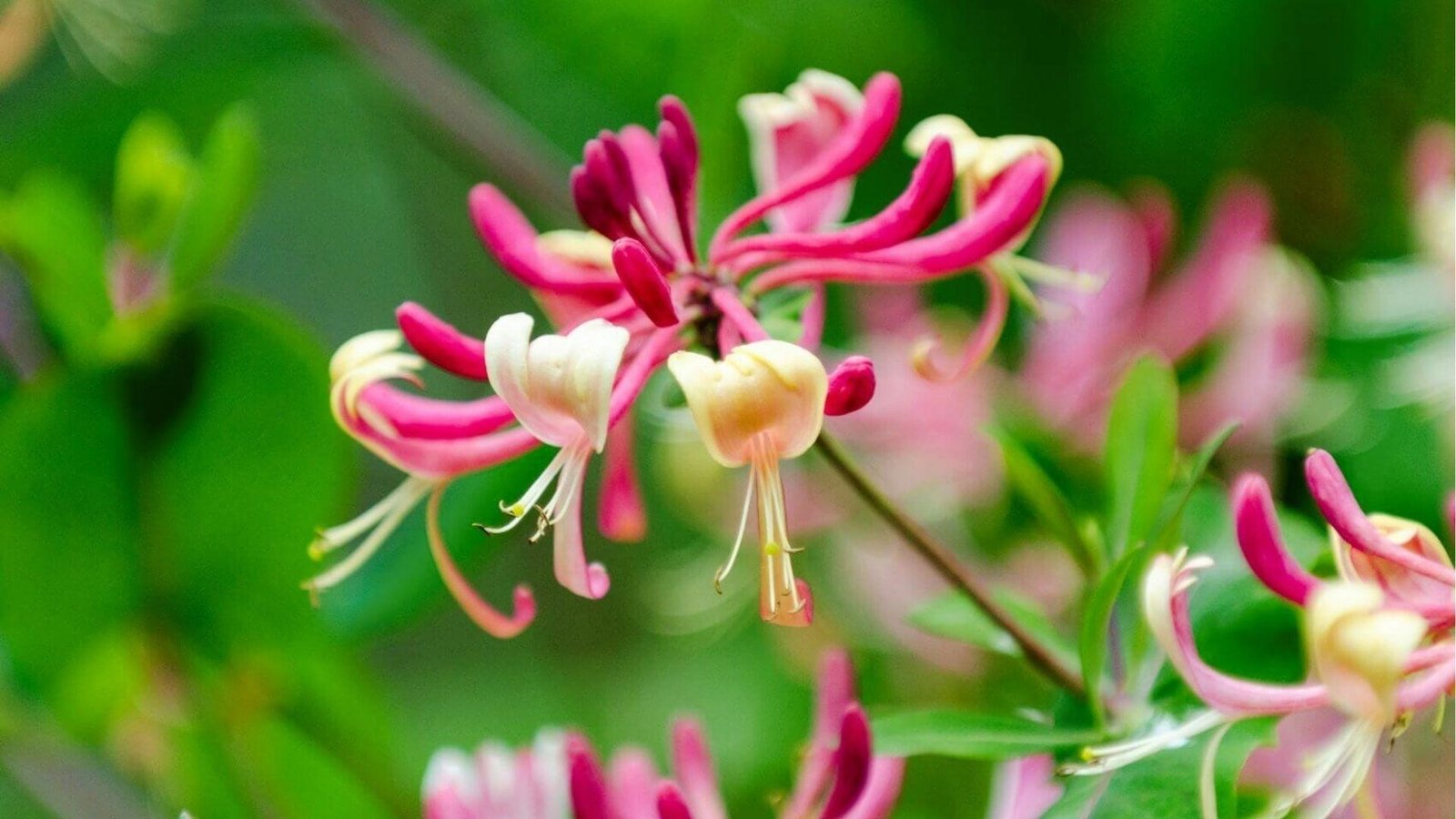 Close-up of pink and yellow honeysuckle blooms with delicate stamens, June’s fragrant birth flower.