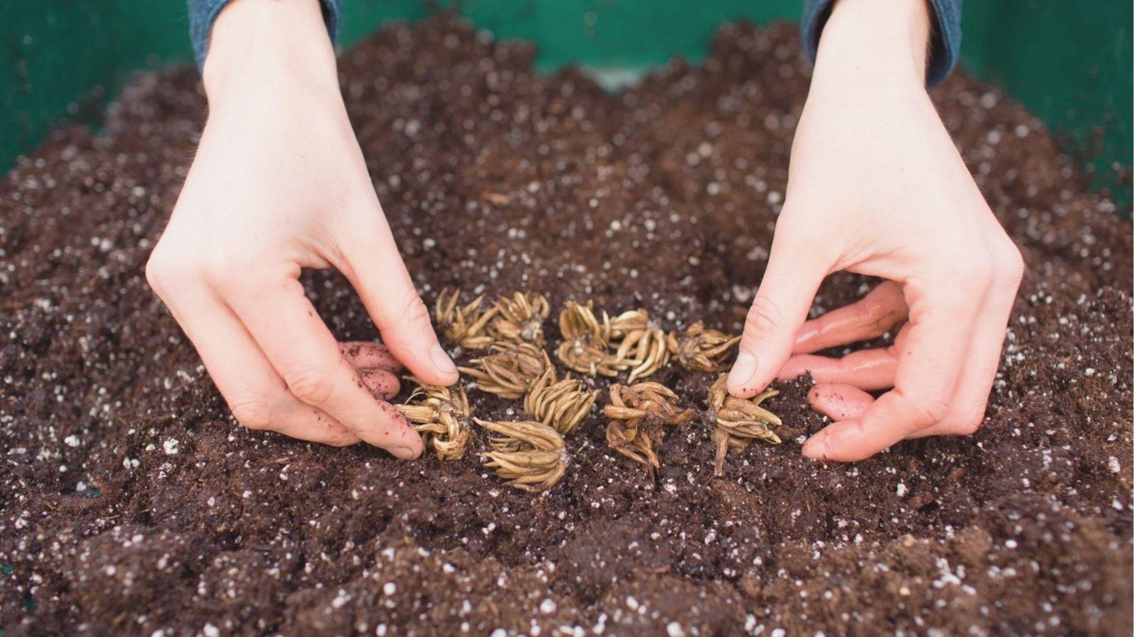 Hands pressing dried ranunculus corms into dark, rich potting soil with their "tentacles" facing down.