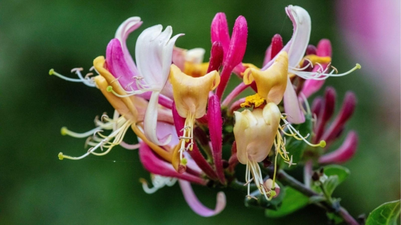 Macro view of honeysuckle blossoms in pink and cream tones, a sweet symbol of June birthdays.
