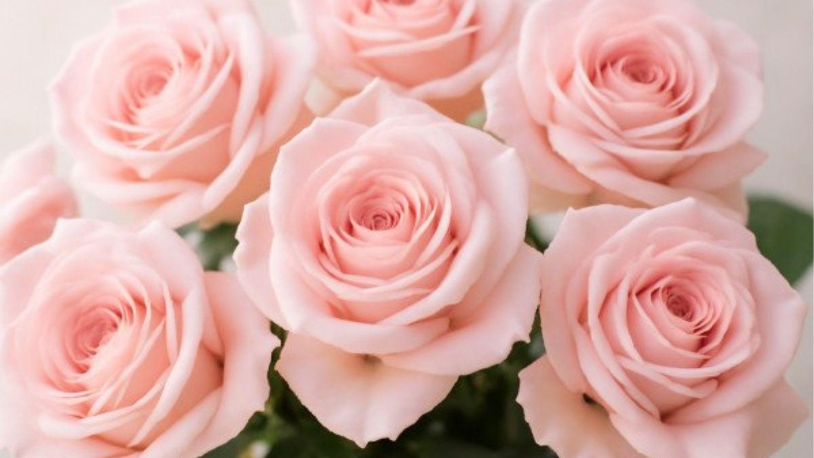 Soft pink roses with delicate layered petals, embodying Libra's romantic and graceful energy.