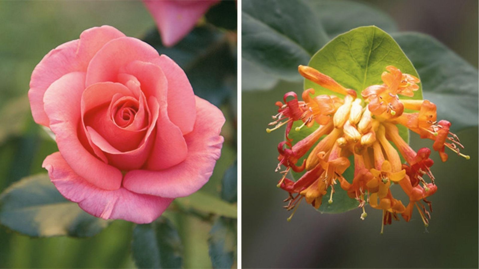 Split image pink rose on left, orange-red honeysuckle on right, both June’s birth flowers together.