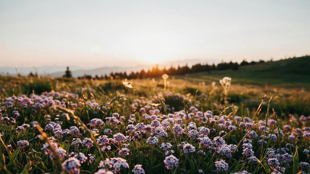 Lavender alyssum flowers blooming in warm evening light.
