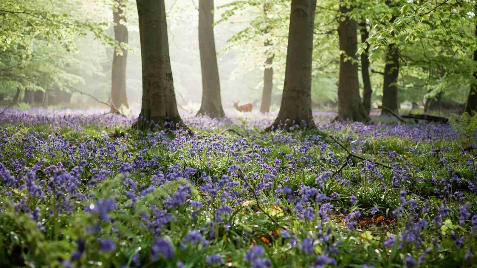 Delicate bluebells symbolizing trust, constancy, humility, and quiet friendship.