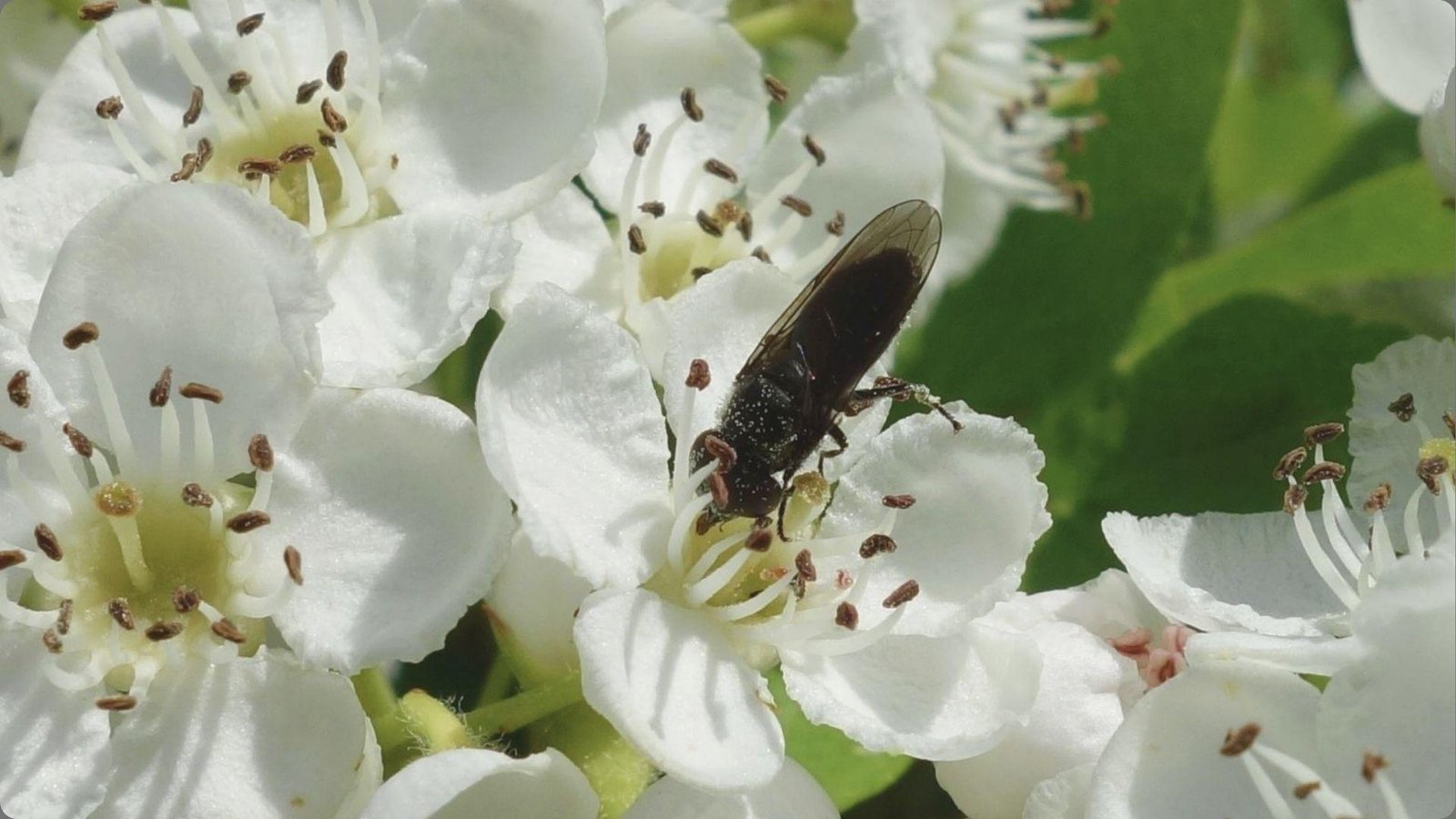 Several stems of delicate white bell-shaped lily of the valley flowers hanging among broad green leaves in garden