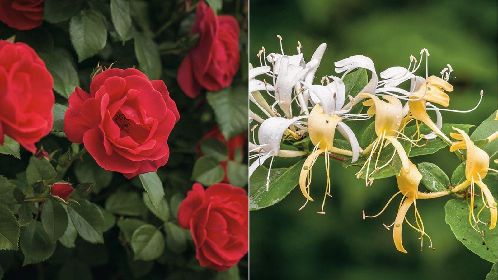 Split image red rose bush on left, white-yellow honeysuckle on right, June’s blooms side by side.