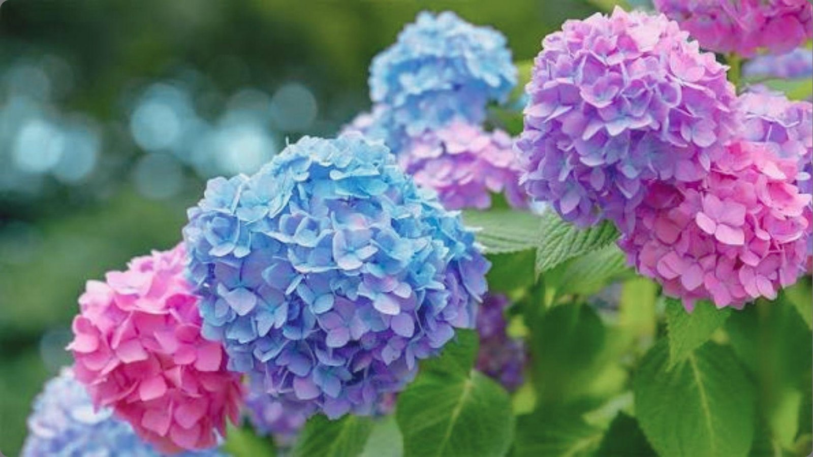 Round clusters of hydrangea blooms in blue, purple, and pink hues with green leaves and soft blurred background