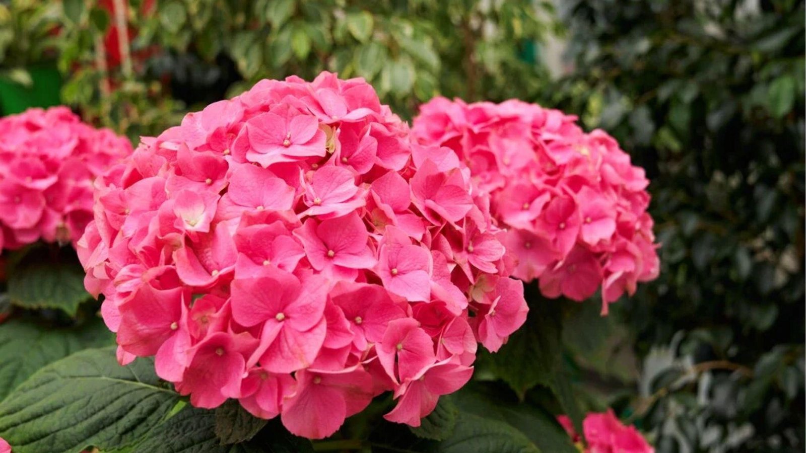 Bright pink hydrangea clusters in bloom reflecting sincere emotions, compassion, and blooming love.
