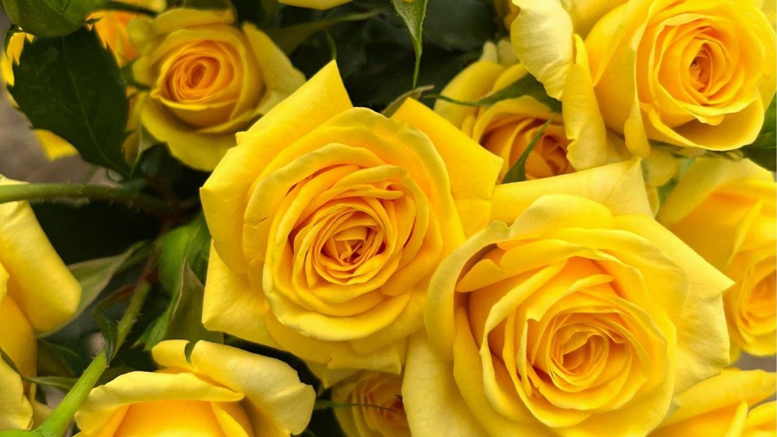 Bright yellow roses in full bloom with green leaves, a cheerful nod to June’s rose birth flower.