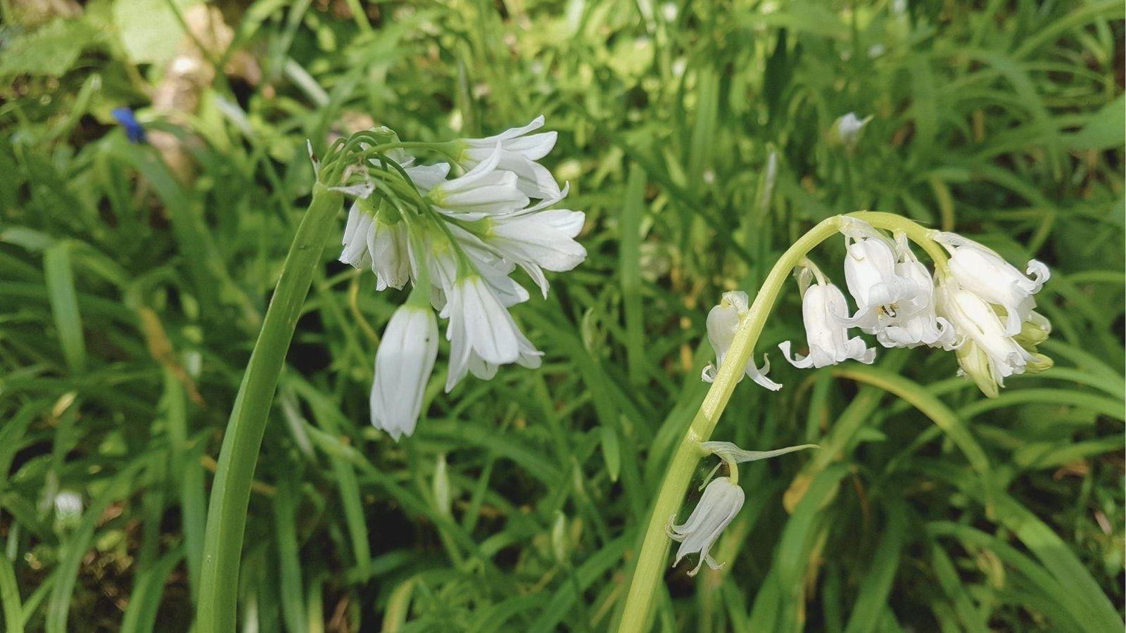Two stalks of white bluebells arching gracefully over lush green foliage.