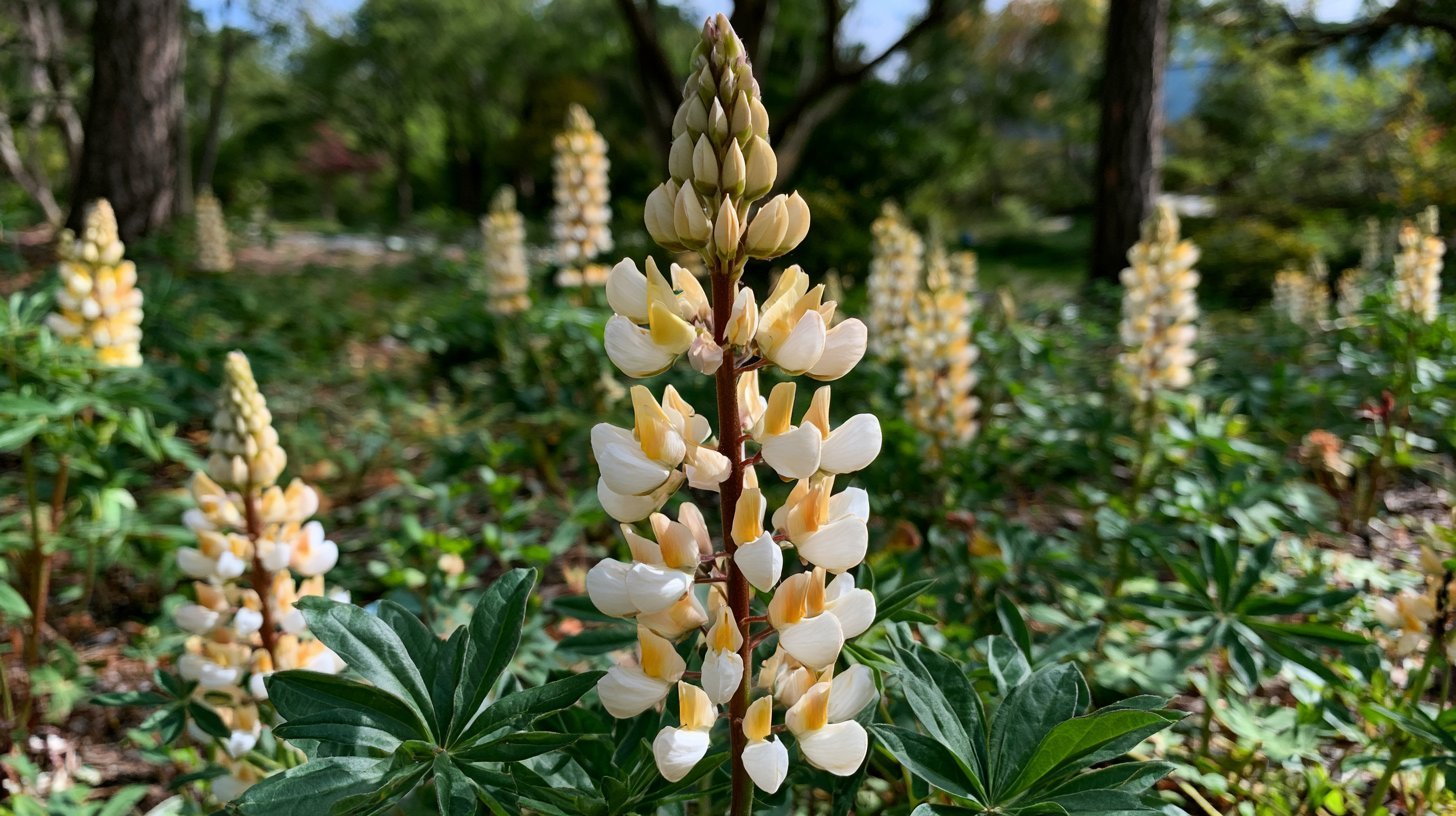 Cream-colored lupine flowers blooming outdoors.