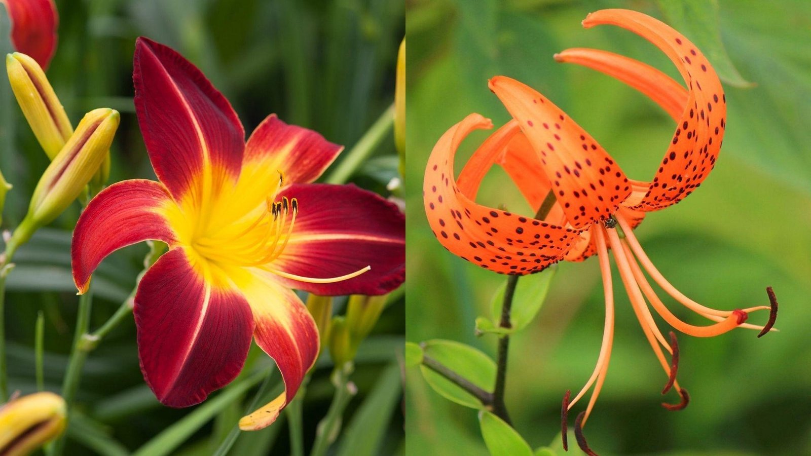 Split image showing deep red yellow daylily with buds left and orange spotted recurved tiger lily petals right
