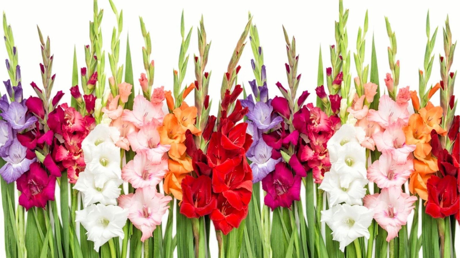 Vibrant multicolor gladiolus row on white, representing sincerity, remembrance, and infatuation in bloom.