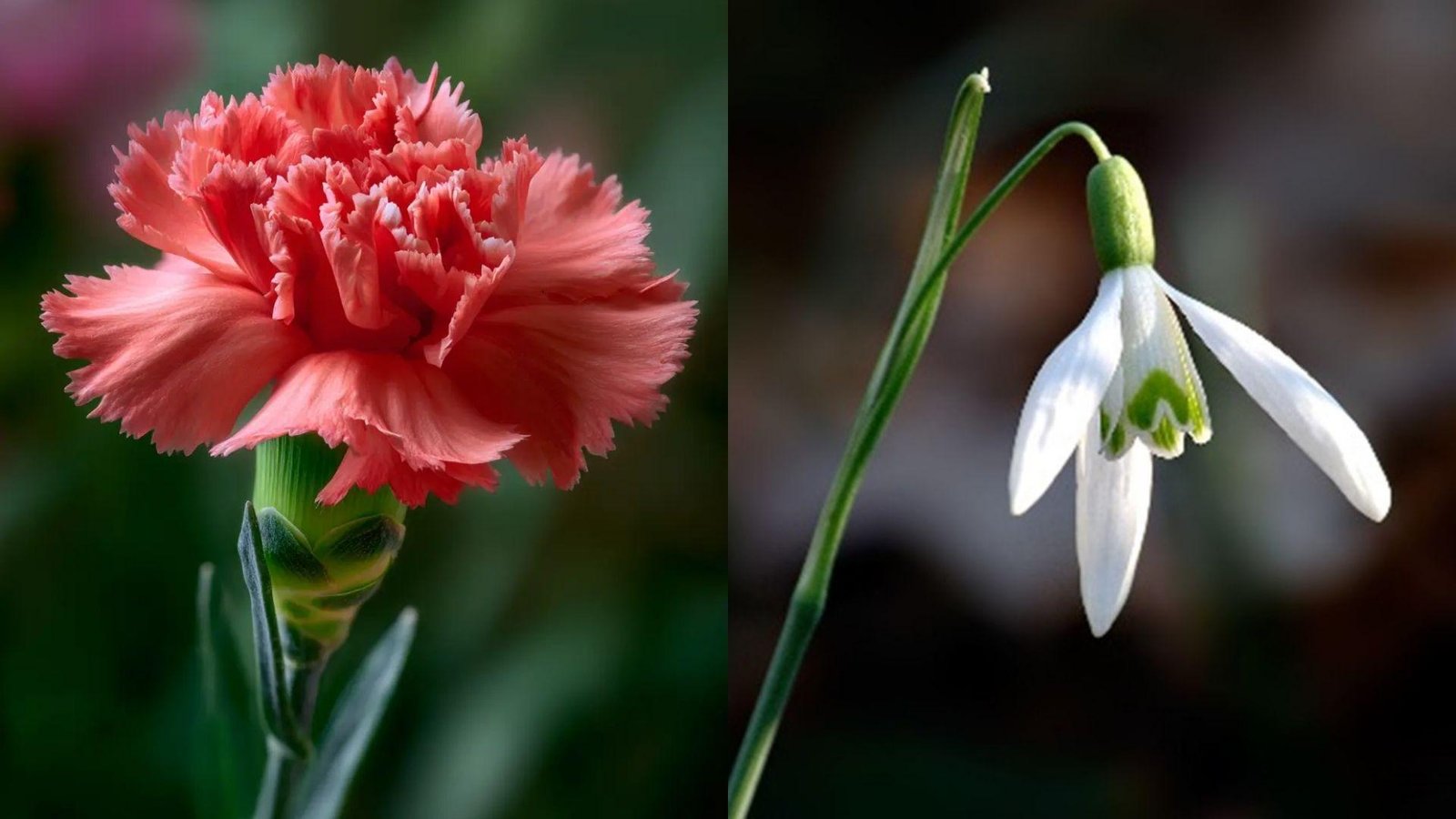 Split image with coral pink fringed carnation on left and single white snowdrop with green detail on right