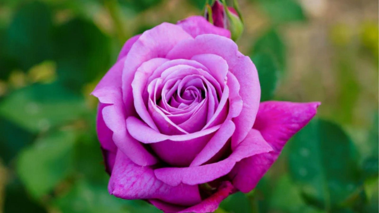 Vibrant magenta-purple rose in full bloom with green foliage, representing spiritual growth and passion