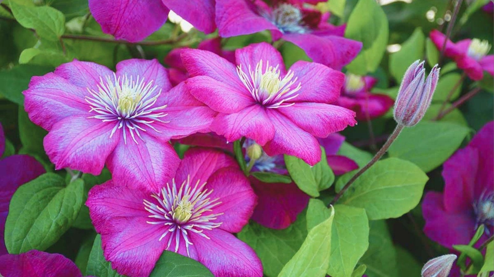 Cluster of vibrant magenta clematis blooms with pale yellow stamens surrounded by bright green leaves and unopened buds