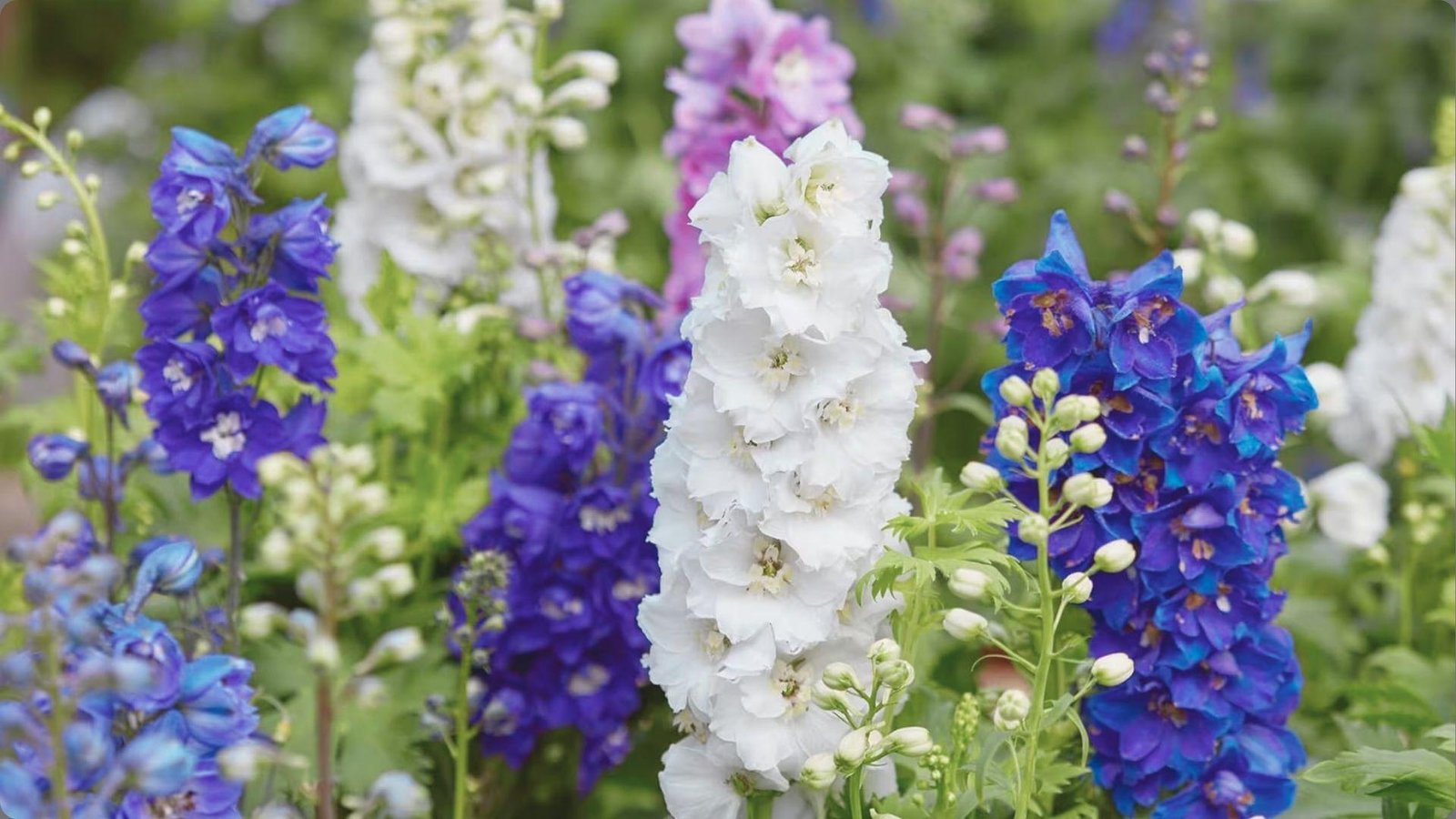 Dense garden bed with tall white, royal blue, and lavender delphinium spikes blooming among green foliage