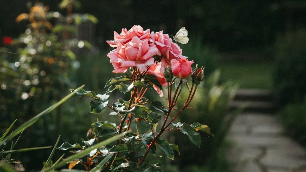 Pink roses glowing in soft sunrise light with a peaceful atmosphere.