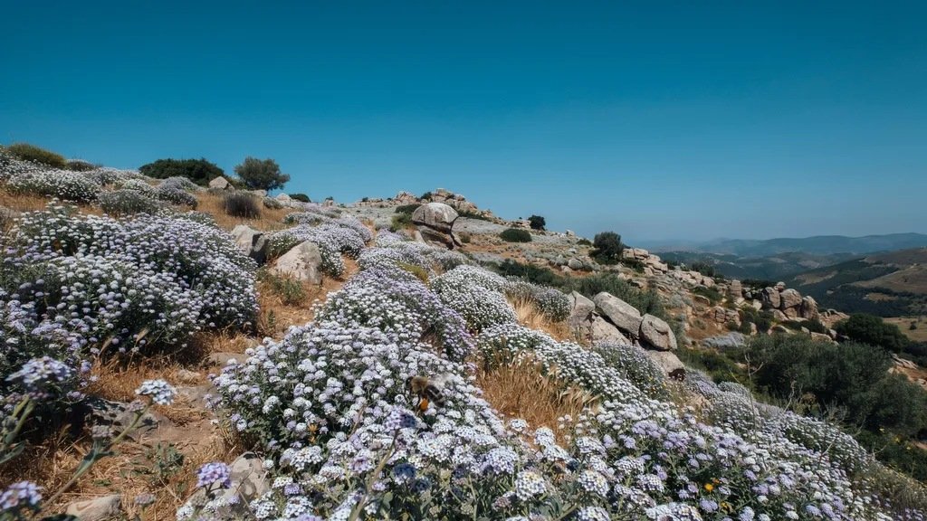 Wild alyssum flowers growing on Mediterranean hillsides.
