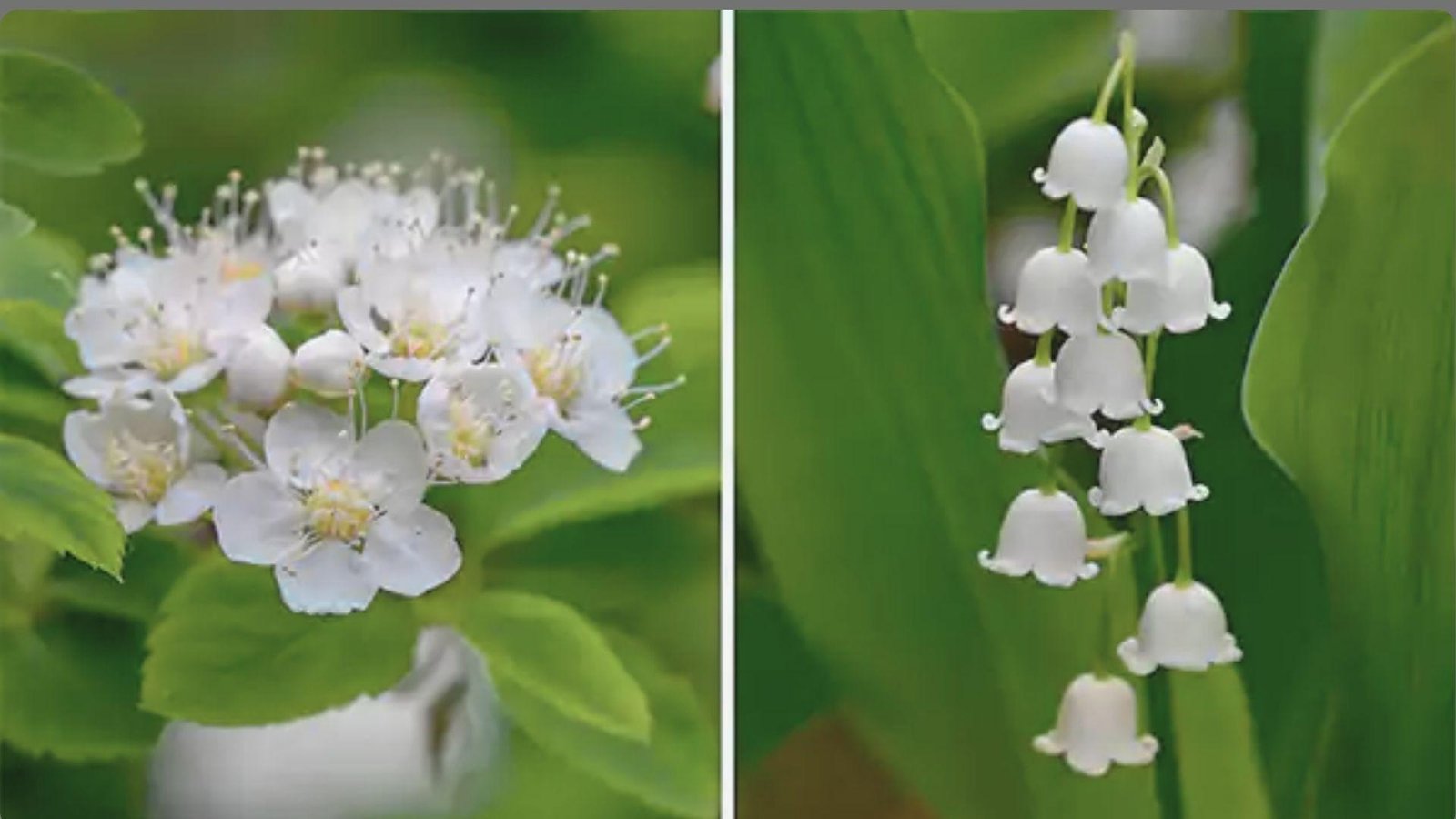 Split image with clustered white hawthorn blossoms and yellow stamens on left, nodding white lily of valley bells right