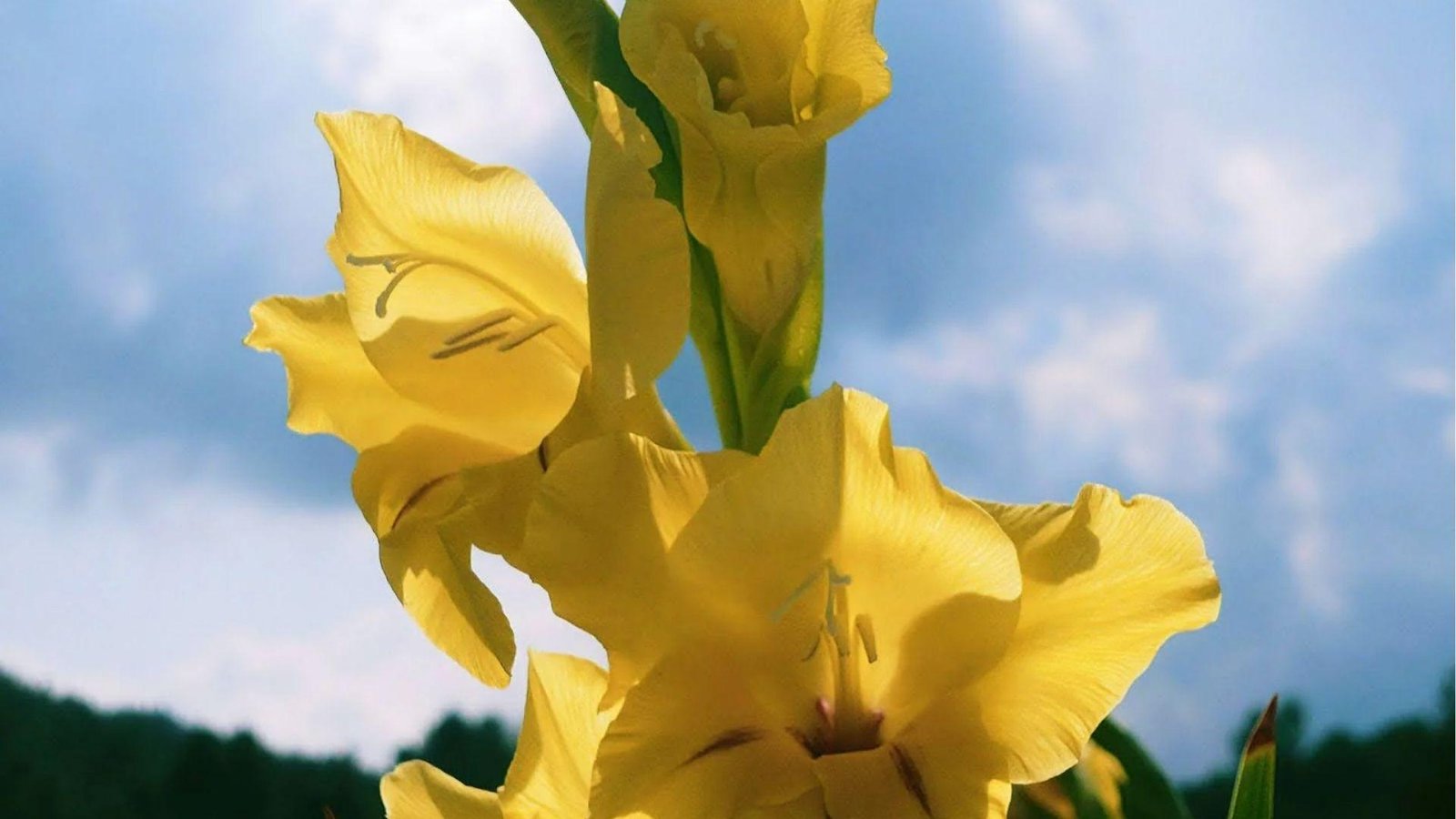 Bright yellow gladiolus against blue sky, symbolizing joy, friendship, compassion, and positive energy.