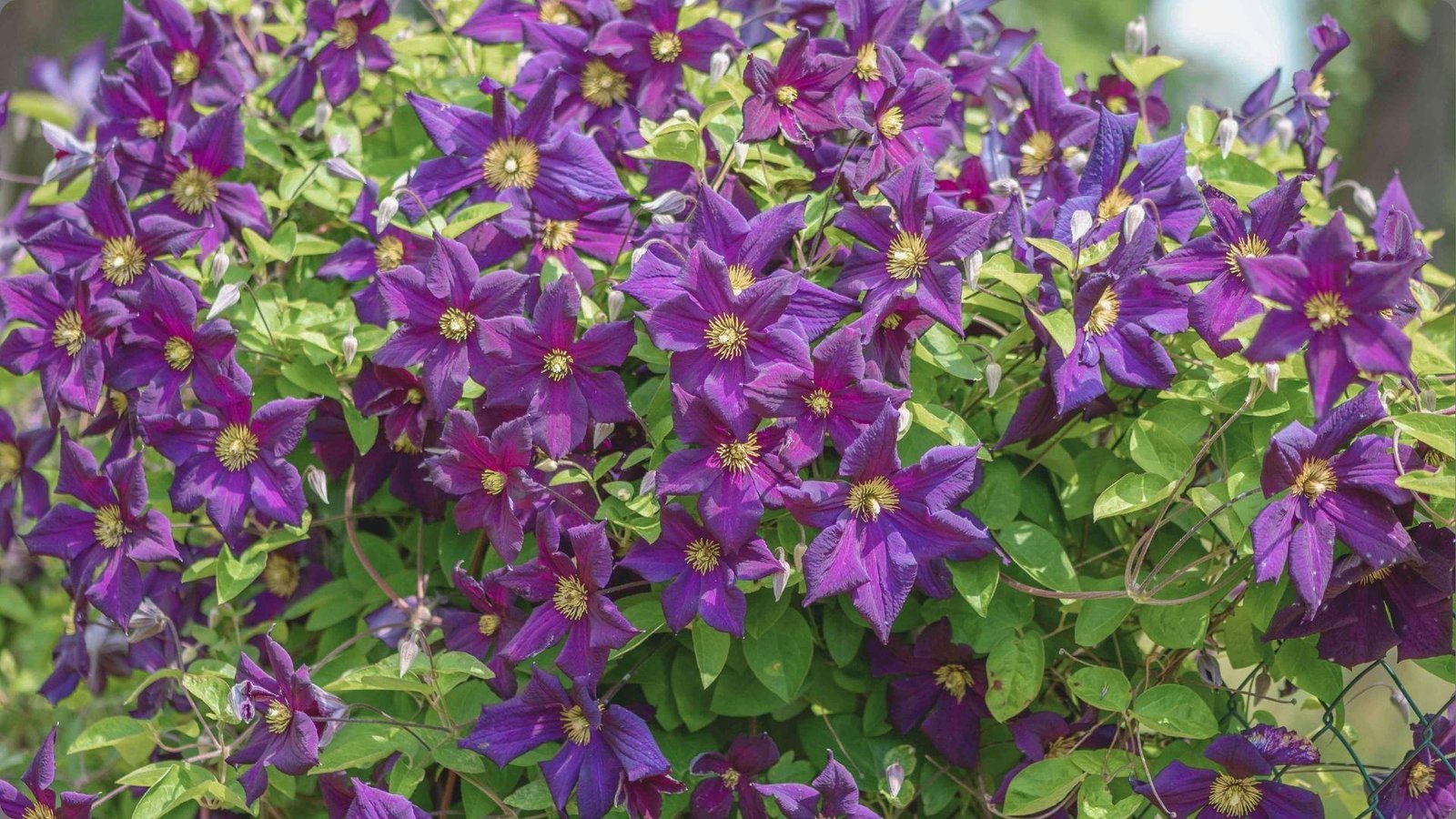 Dense mass of deep violet clematis flowers with golden yellow centers climbing over fence amid lime green foliage