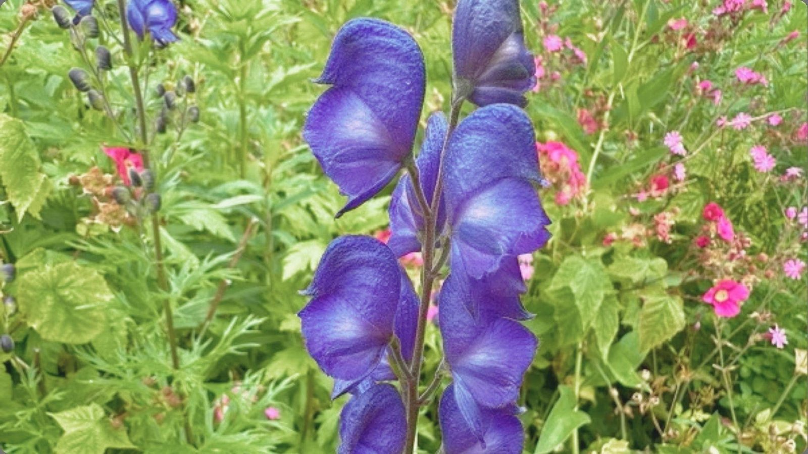 Deep blue-violet monkshood flowers with hood-shaped petals on tall stems with pink flowers and greenery blurred behind