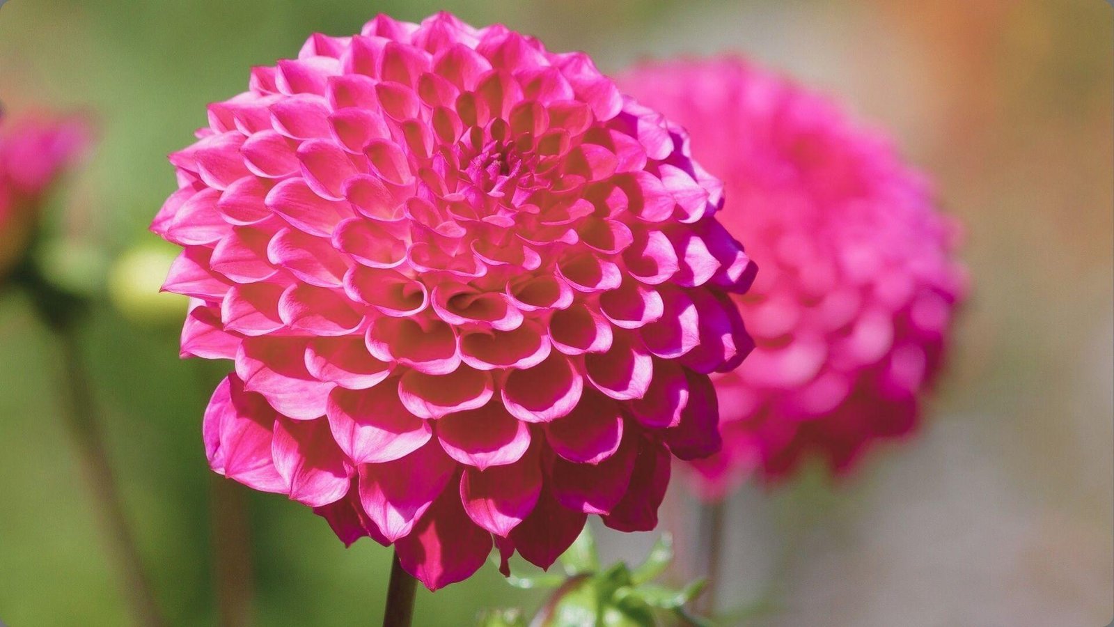Single hot pink decorative dahlia in sharp focus with intricate layered petals, other blooms and greenery softly blurred