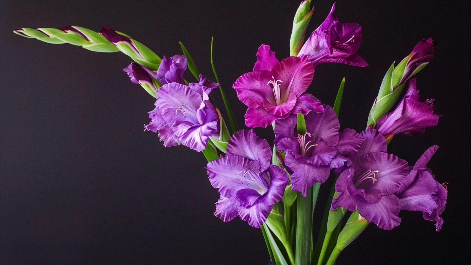 Tall purple gladiolus spikes reach skyward at sunrise, symbolizing strength, honor, and moral integrity.