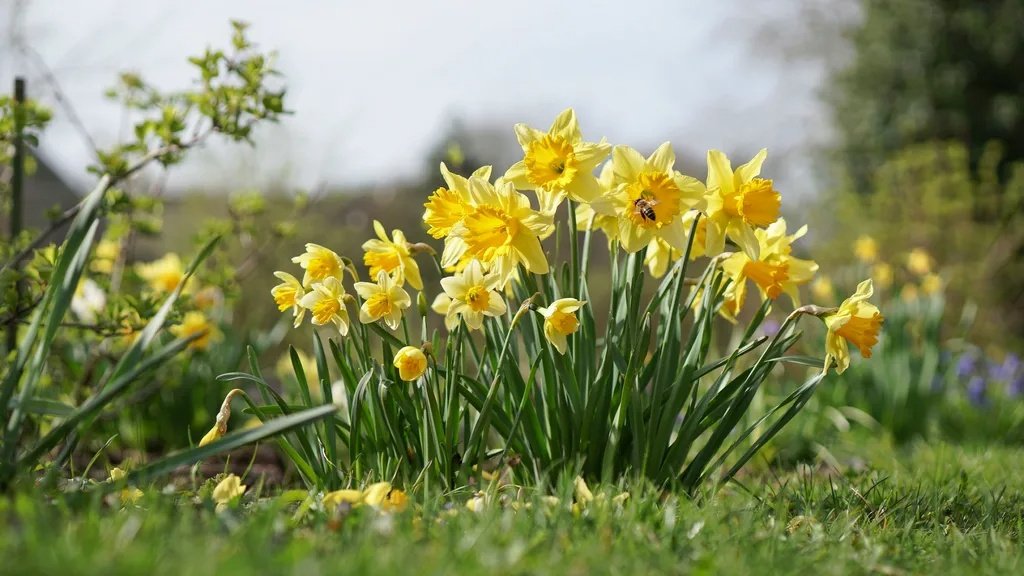 Bright daffodils and jonquils symbolizing March flower personality traits like creativity and optimism.