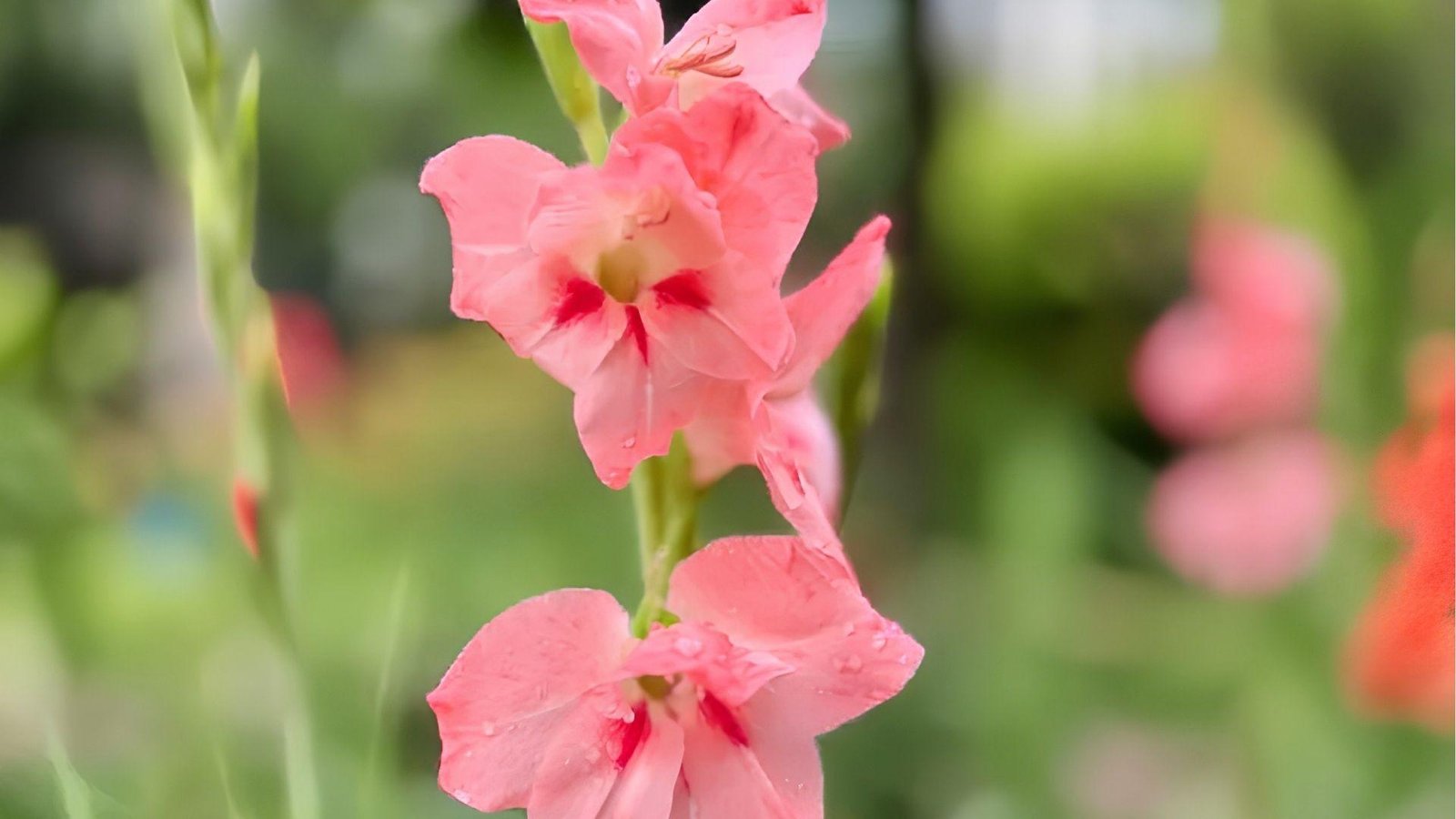 Soft pink gladiolus with dewdrops in the garden, representing grace, femininity, and heartfelt remembrance.