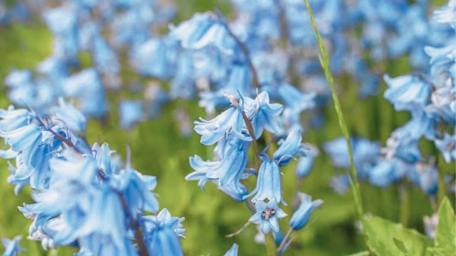 Bright blue bluebells in sharp focus with more blooms softly blurred behind.