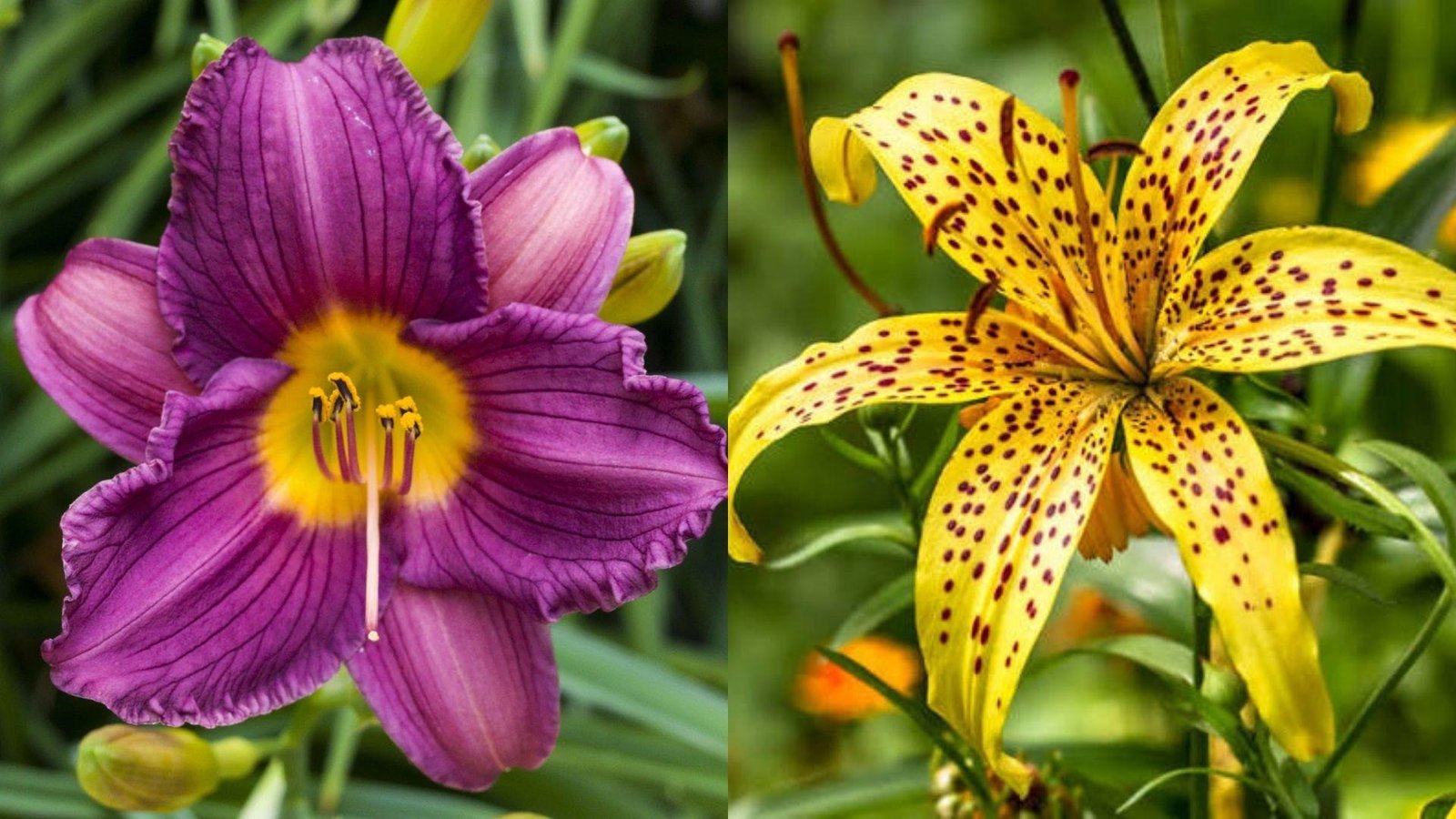 Split image with vibrant pink orange Asiatic lilies left and purple yellow daylily with ruffled petals surrounded by buds right