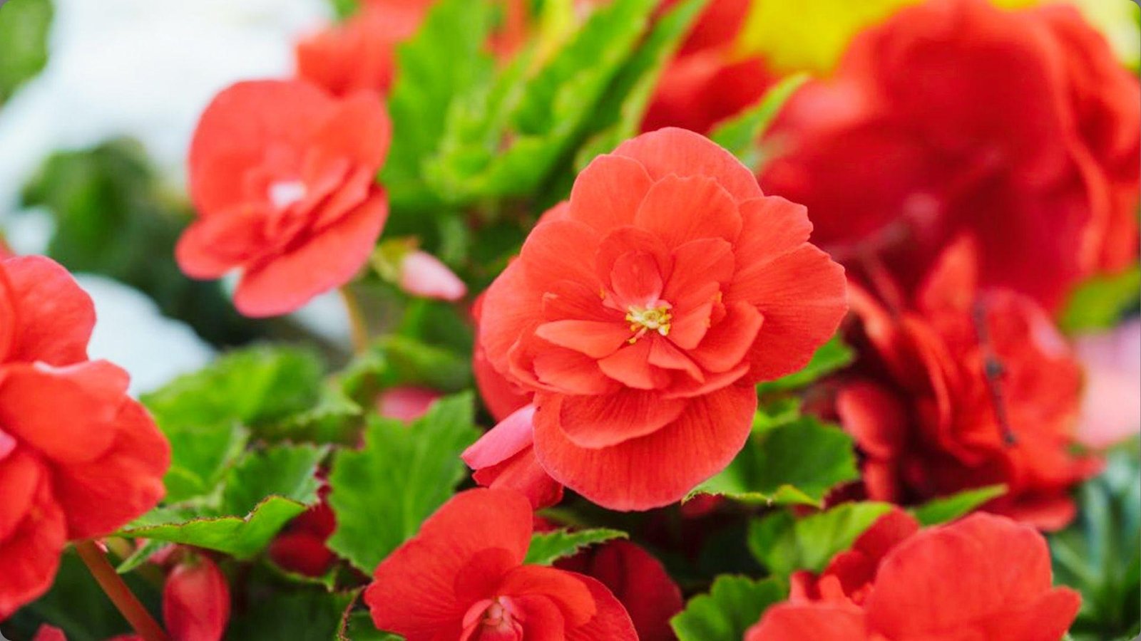 Close-up of bright coral red double Rieger begonia flowers with yellow stamens among blurred green leaves background