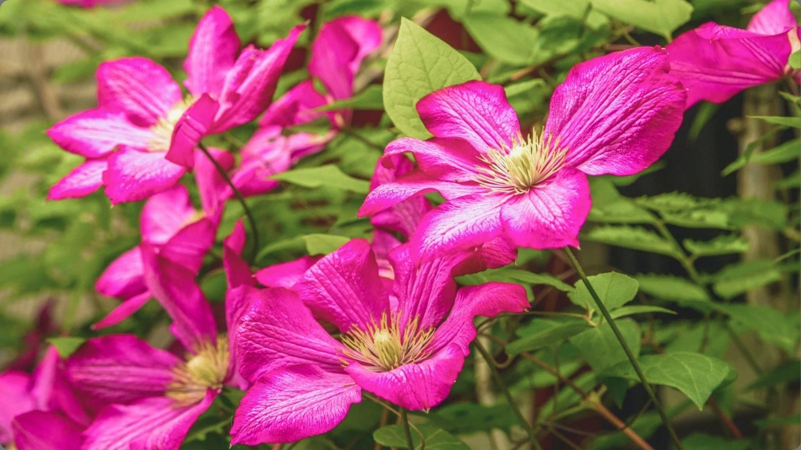 Close-up of hot pink clematis blooms with prominent pale stamens and veined petals among glossy green leaves