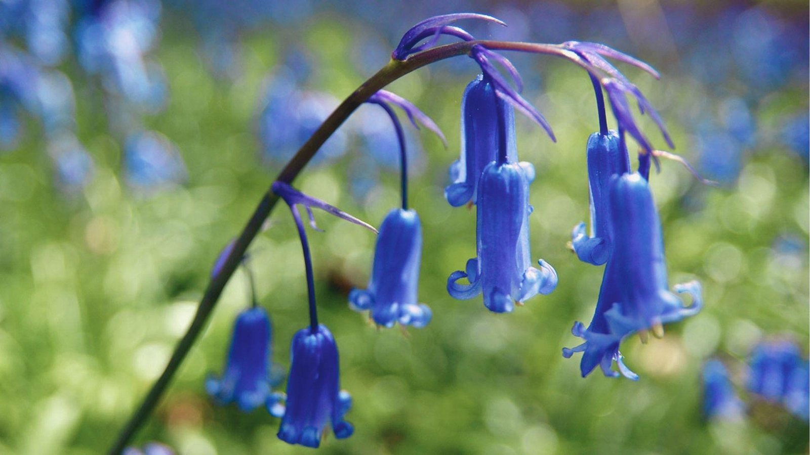 Rich royal-blue English bluebells hanging from an arching stem in full sunlight.