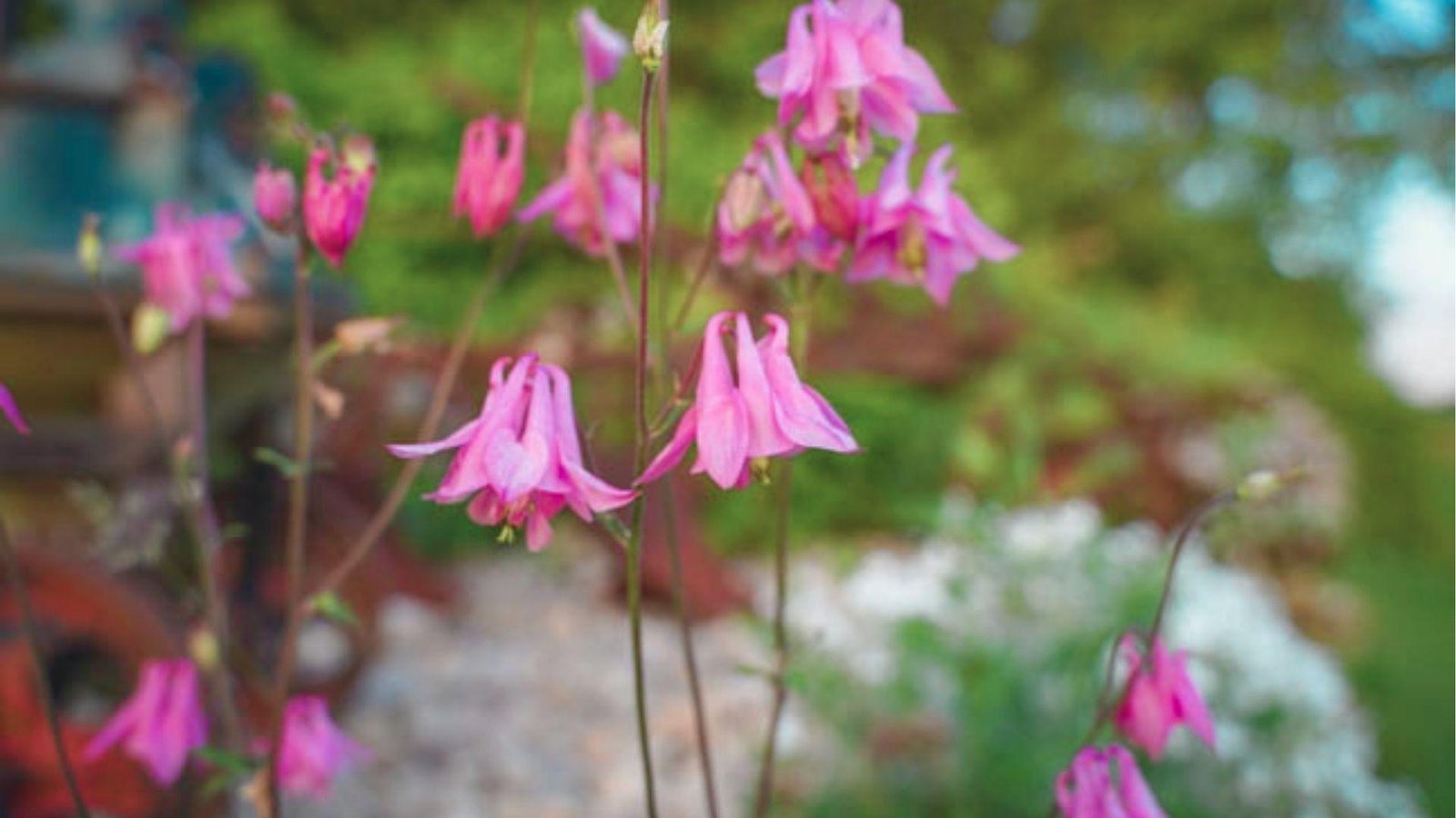 Pink bell-shaped flowers, a rare pink bluebell variety, drooping from thin stems.
