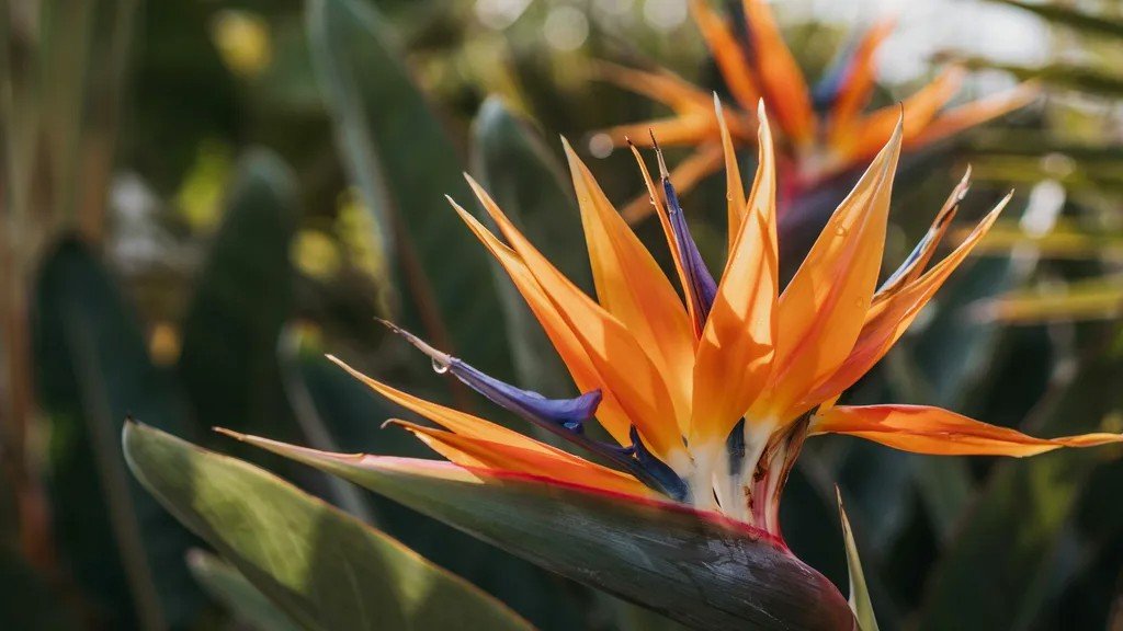 Bird of Paradise flower symbolizing Aquarius traits like confidence, freedom, and individuality.