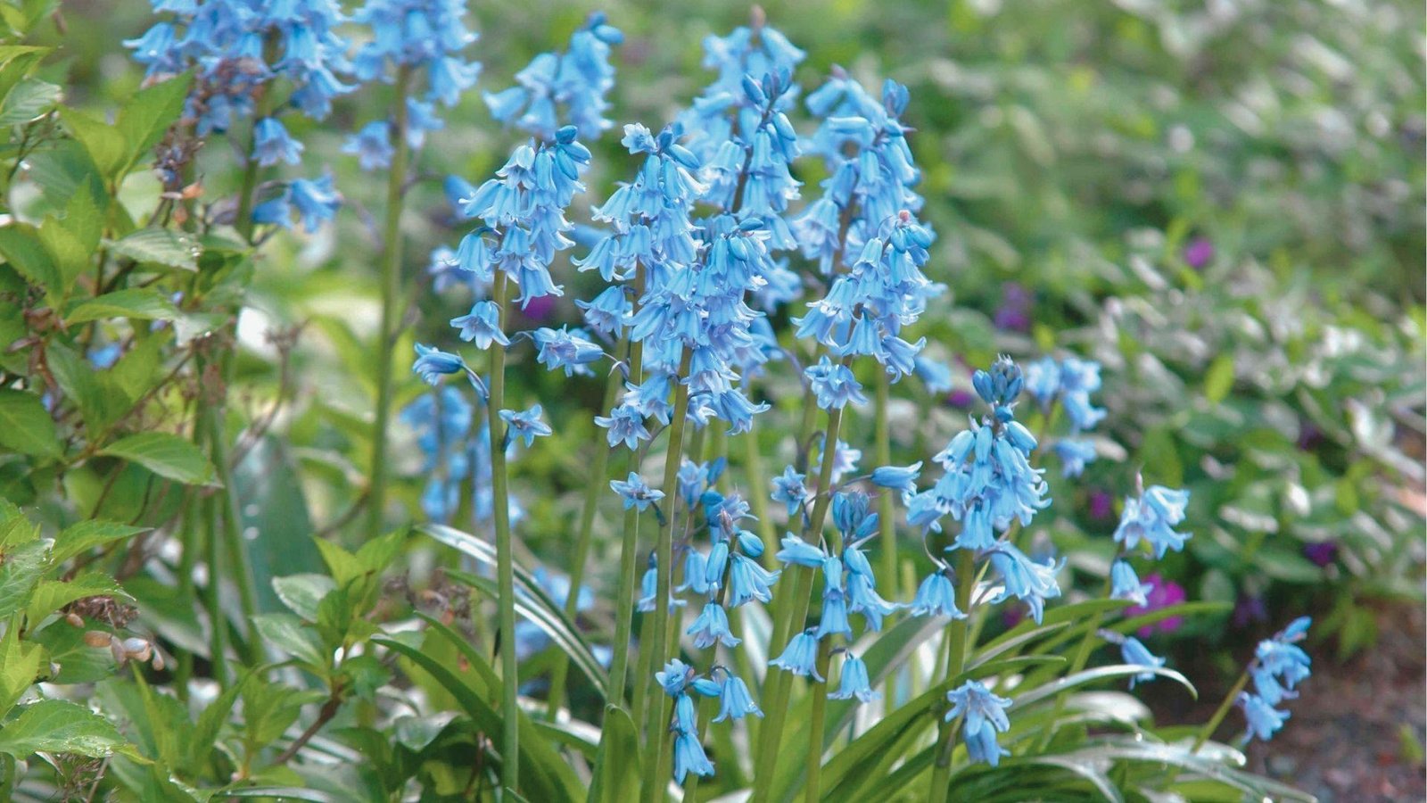 Vibrant blue Spanish bluebells standing upright with dense flower clusters.