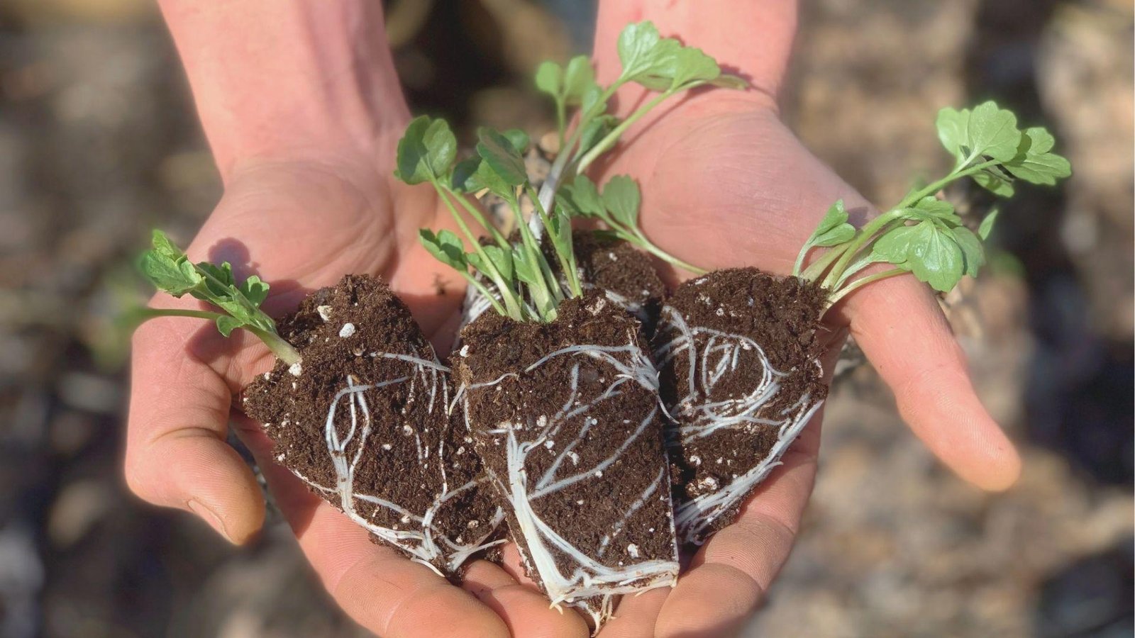 Hands holding three ranunculus seedlings with visible white root systems in soil plugs.