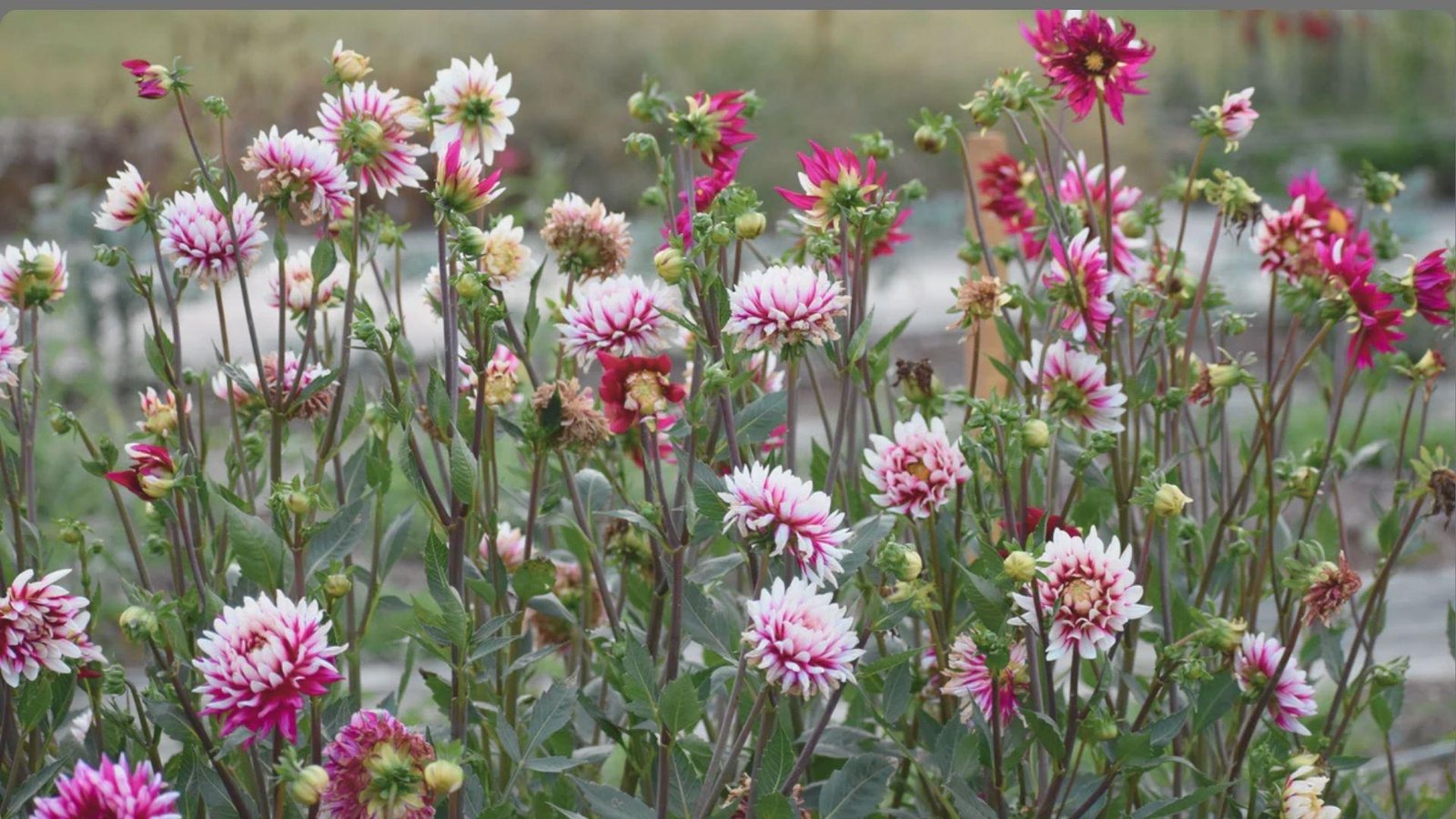 Garden row of bicolor white and magenta dahlias showing blooms, buds, and seed heads among dark green foliage