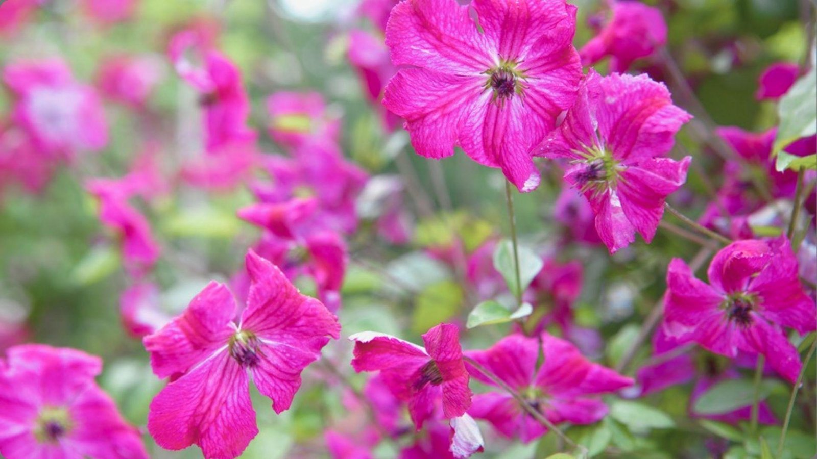 Soft focus of bright magenta clematis flowers with textured petals and dark centers against blurred green garden background