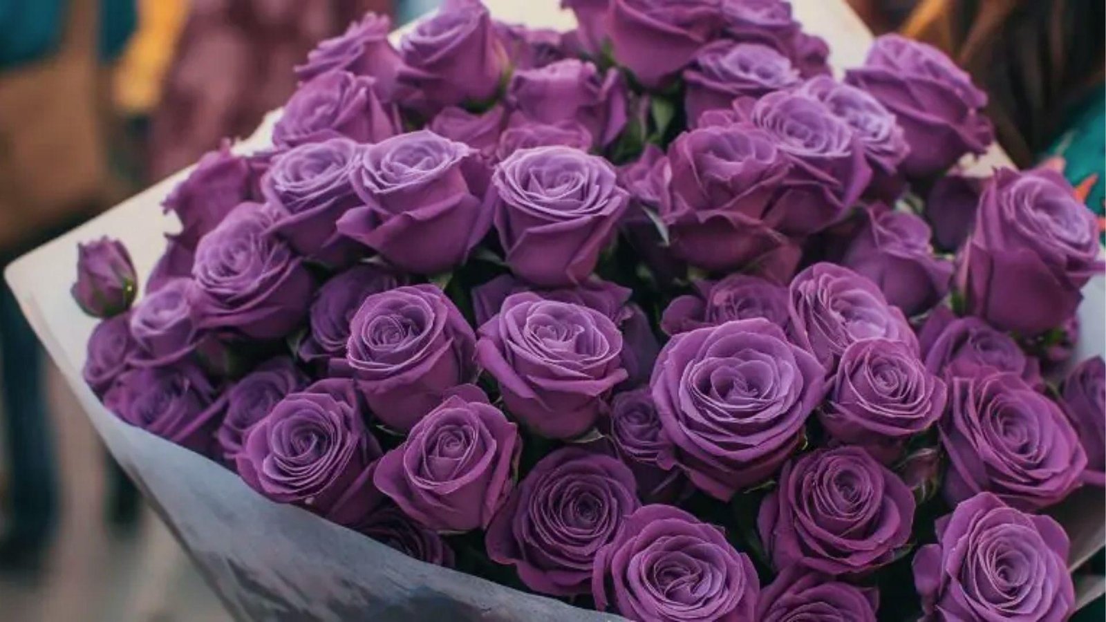 Lush bouquet of violet roses with white wrap, symbolizing deep love, devotion and rare beauty