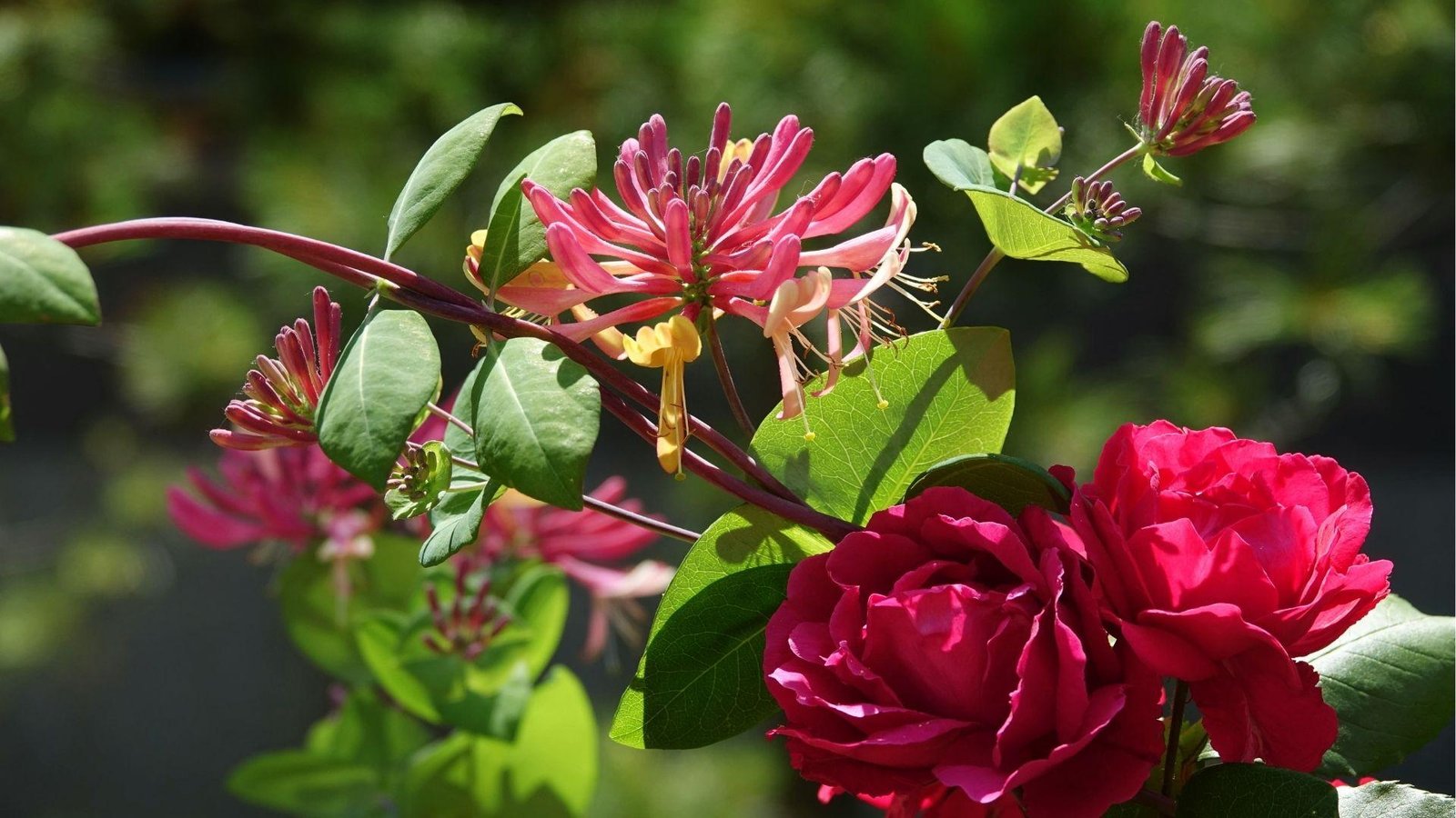 Vibrant pink honeysuckle and deep red roses bloom together, celebrating June’s classic birth flowers.
