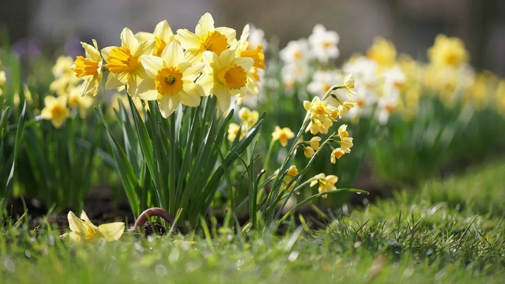 Daffodils and jonquils blooming together in a bright spring setting representing March birth flowers.