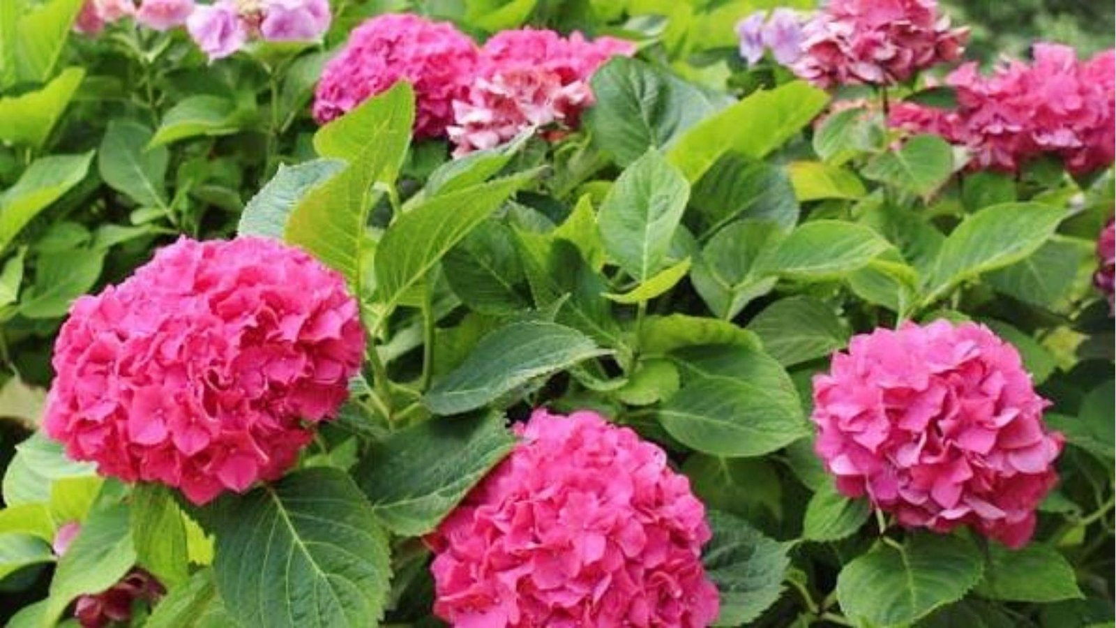 Lush pink hydrangea blooms in a garden expressing genuine love, femininity, and deep understanding.