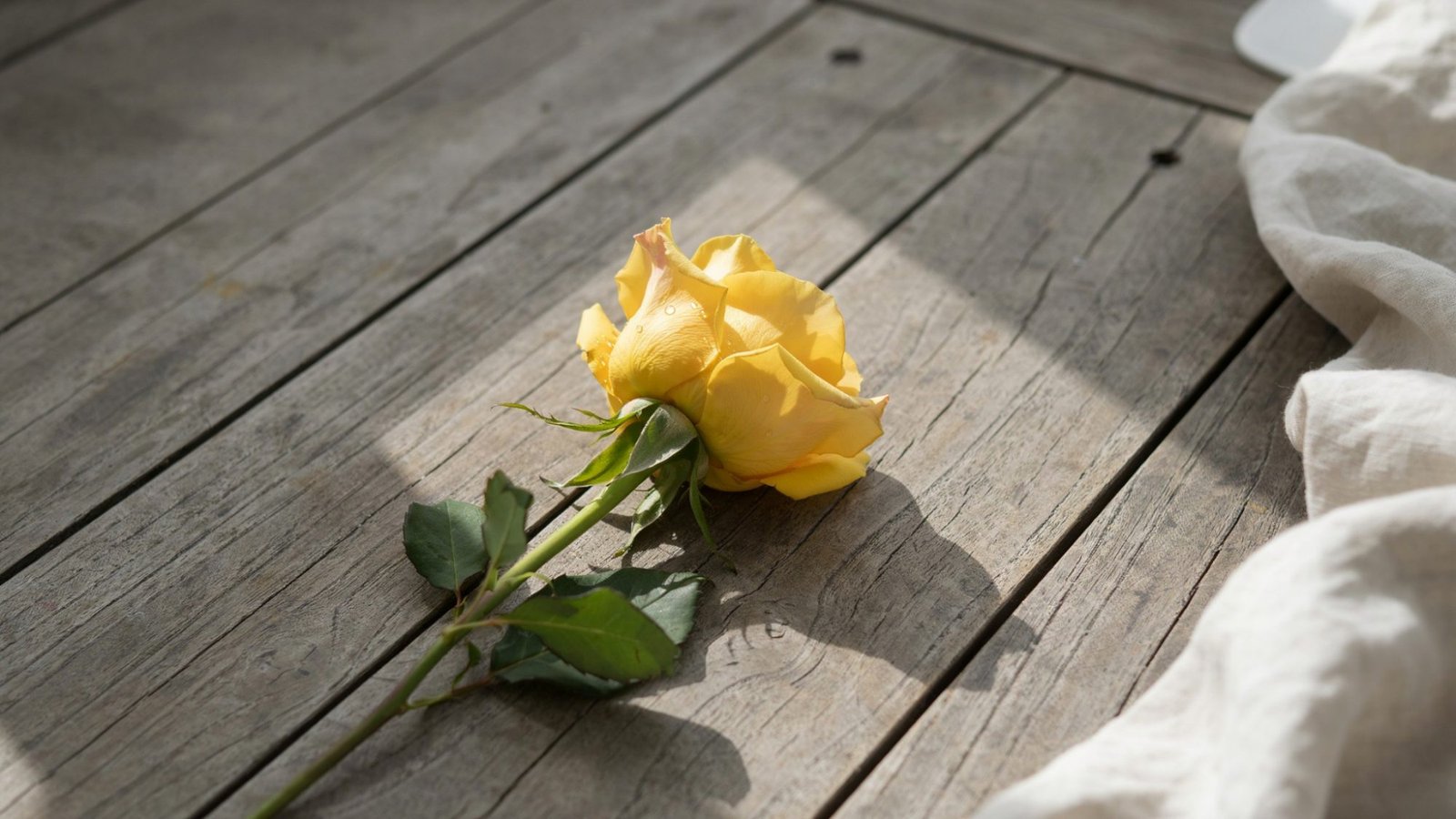A singular yellow rose kept on a wooden surface and facing the sunlight.