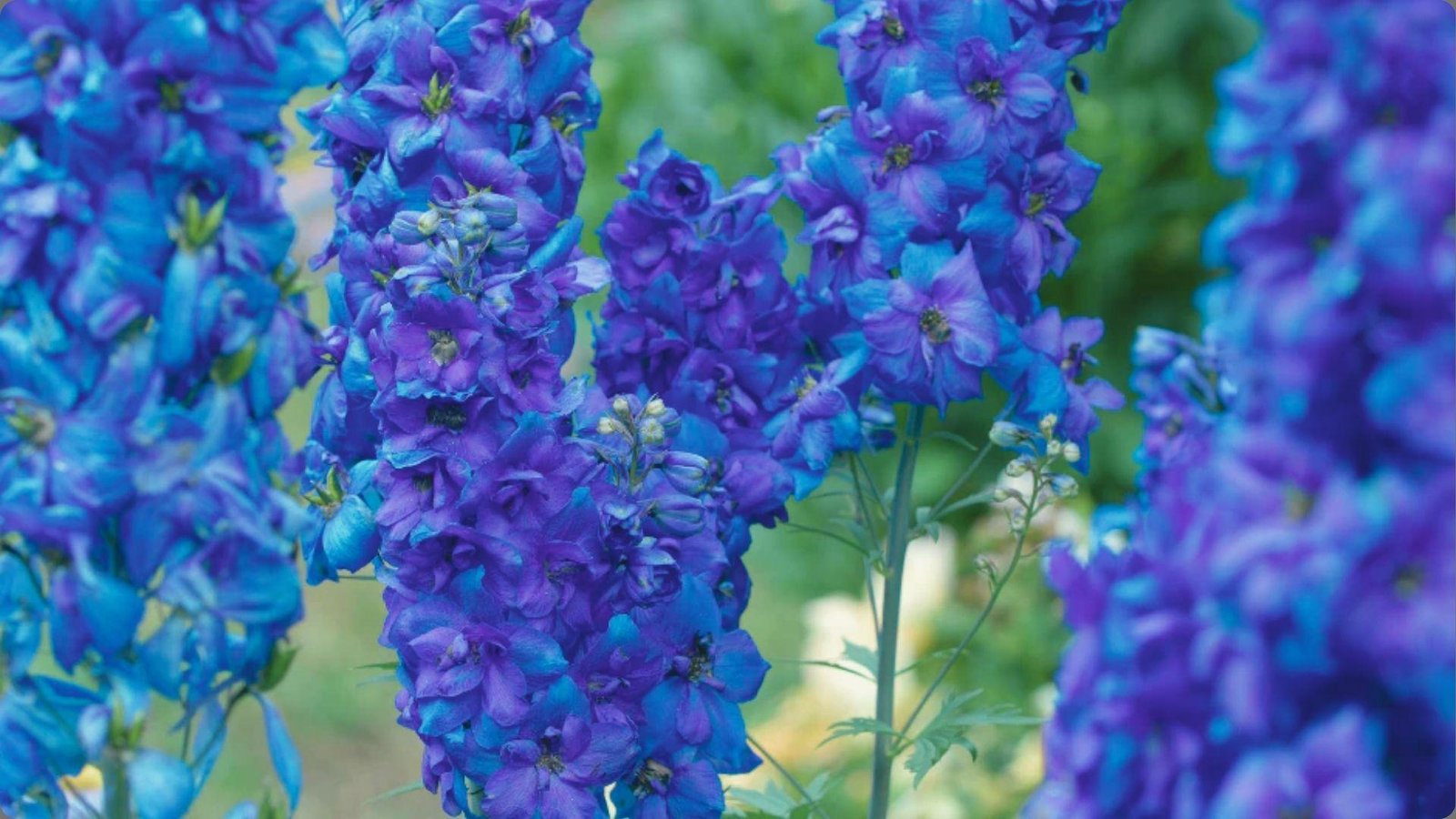 Close-up of vivid cobalt blue and purple double delphinium flower spikes with green buds and soft background