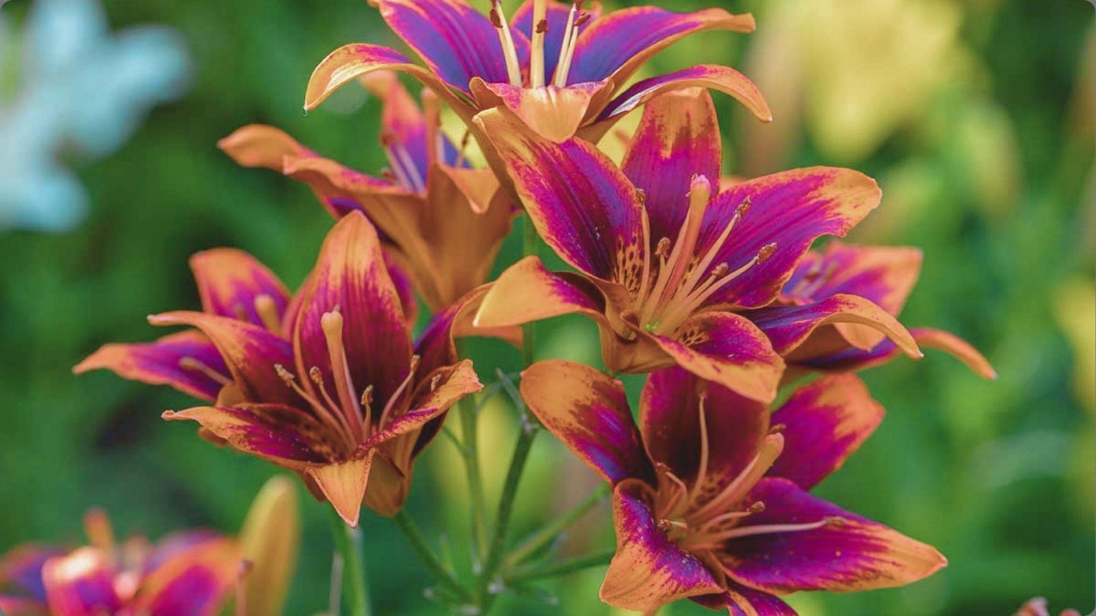 Close-up cluster of magenta and orange bicolor Asiatic lilies with prominent stamens and speckled throats against green background