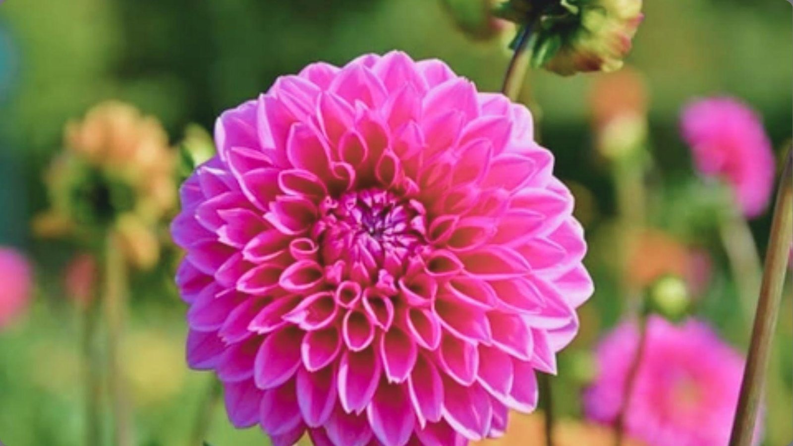 Bright magenta ball dahlia with densely packed rounded petals in full bloom, blurred garden background with buds visible